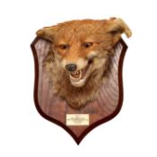 AN ANTIQUE TAXIDERMY VIXEN HEAD BY P. SPICER & SONS, CIRCA 1930