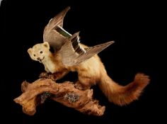 TAXIDERMY: A FANTASY WINGED BEECH MARTEN (MARTES FOINA)