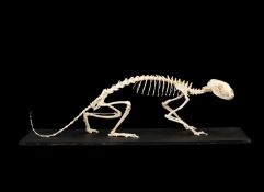 A BEECH MARTEN SKELETON (MARTES FOINA)