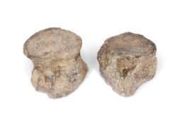 A PAIR OF FOSSILISED PLESIOSAUR VERTEBRAE, TEXAS, APPROXIMATELY 90 MILLIONS YEARS OLD