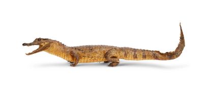 A SMALL VICTORIAN TAXIDERMY CAIMAN