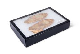 A FOSSILISED COELACANTH NODULE,,MADAGASCAR