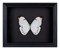 A MINT MORPHO (MORPHO CATENARIUS) BUTTERFLY IN BLACK WALL FRAME