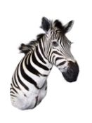 A TAXIDERMY SHOULDER MOUNT ZEBRA (EQUUS QUAGGA) BY SIMON 'THE STUFFA' WILSON