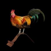 TAXIDERMY: A COCKEREL ON ARCHITECTURAL HINGE