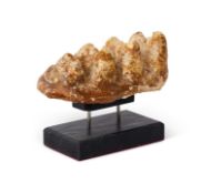 A MASTODON TOOTH, CHINA, APPROXIMATELY 20 MILLION YEARS OLD