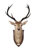 A PETER SPICER TAXIDERMY RED STAG CIRCA 1935