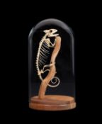 A PANTHER CHAMELEON SKELETON (FURCIFER PARDALIS)