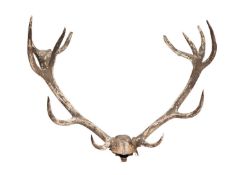 A FOSSILISED SET OF ANTLERS, 10,000 YEARS OLD, NAHANAGAN STADIAL PERIOD, IRELAND