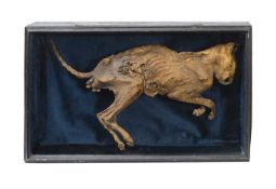 A MUMMIFIED CAT, DISPLAYED IN EBONISED 'COFFIN'