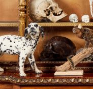A TAXIDERMY DALMATION PUPPY (CANIS LUPUS FAMILIARIS)
