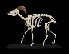 A FULL BARBARY SHEEP SKELETON (AMMOTRAGUS LERVIA)