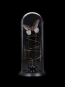 A GREAT MORMON BUTTERFLY MOUNTED UNDER A GLASS DOME