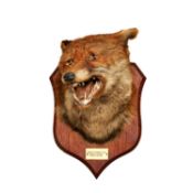 AN ANTIQUE TAXIDERMY DOG FOX HEAD BY P. SPICER & SONS, CIRCA 1926