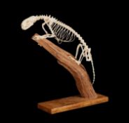 A POLECAT SKELETON (MUSTELA PUTORIUS)
