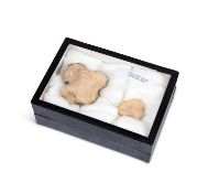 TWO FOSSILISED FEET BONES OF AN EXTINCT CAVE BEAR, PLEISTOCENE ERA