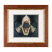 A TAXIDERMY HEAD OF A MAKO SHARK