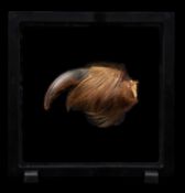 A LARGE GRIZZLY BEAR CLAW (URSUS ARCTOS)