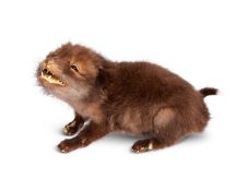 A TAXIDERMY FOX CUB