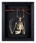 TAXIDERMY/ OSTEOLOGY: A FRUIT BAT SKELETON IN BLACK FRAME