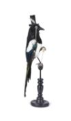 TAXIDERMY: THE GENTLEMAN MAGPIE