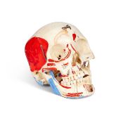 A REAL MEDICAL HUMAN SKULL, DISSECTED