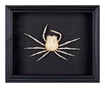 A TAXIDERMY CRAB IN BLACK FRAME