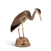 A TAXIDERMY HERON (ARDEIDAE)