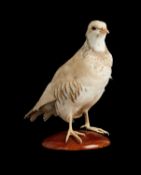 TAXIDERMY: A RARE LEUCUSTIC RED-LEGGED PARTRIDGE