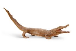 A LARGE VICTORIAN TAXIDERMY CAIMAN / ALLIGATOR