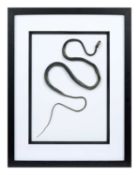 TAXIDERMY: A CHINESE RAT SNAKE (PTYAS KORROS) IN FRAME