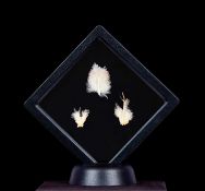 AN EXTINCT MALE PASSENGER PIGEON (ECTOPISTES MIGRATORIUS) FEATHER