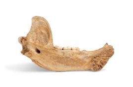 THE FOSSILISED JAW BONE OF AN EXTINCT CAVE BEAR, URSUS SPELAEUS