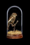 TAXIDERMY: A DUNNOCK (PRUNELLA MODULARIS) IN GLASS DOME