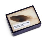 A FEATHER OF THE EXTINCT PASSENGER PIGEON (ECTOPISTES MIGRATORIUS)