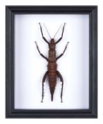 A GIANT SPINY STICK INSECT (EURYCANTHA CALCARATA)