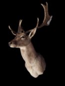 A TAXIDERMY CHOCOLATE FALLOW DEER