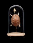 A EUROPEAN POND TURTLE SKELETON IN DOME