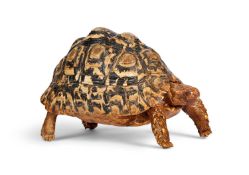 A TAXIDERMY LEOPARD TORTOISE (STIGMOCHELYS PARDALIS)
