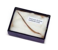 A RARE BONE OF THE EXTINCT GREAT AUK BIRD (PINGUINUS IMPENNIS)