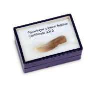 A FEATHER OF THE EXTINCT PASSENGER PIGEON (ECTOPISTES MIGRATORIUS)