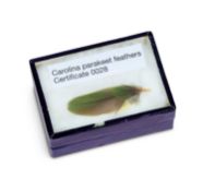A FEATHER OF THE EXTINCT CAROLINA PARAKEET (CONUROPSIS CAROLINENSIS)