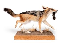 A TAXIDERMY FULL MOUNT JACKAL (CANIS AUREUS)