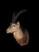 A TAXIDERMY IBERIAN IBEX (CAPRA PYRENAICA)
