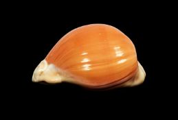 A GOLDEN COWRIE SHELL