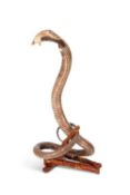 A TAXIDERMY INDIAN COBRA (NAJA NAJA)