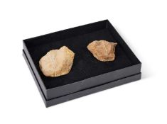 TWO CHRONDITES, MOROCCO