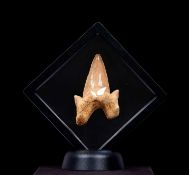 FOSSIL: OTODUS SHARK TOOTH, 55 MILLION YEARS OLD