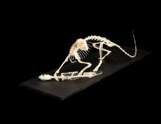 A SKELETON GROUP OF GENET AND STOAT