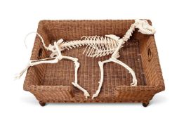 'LET SLEEPING DOGS LIE': AN ALSTATION SKELETON IN BASKET